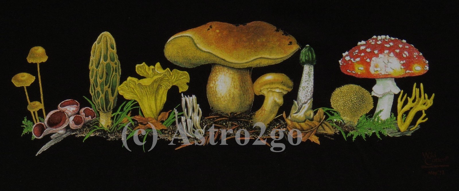 MUSHROOMS–Toadstools Fungus Fungi Allman Bros. Science Nature T shirt Sm Md Lg
