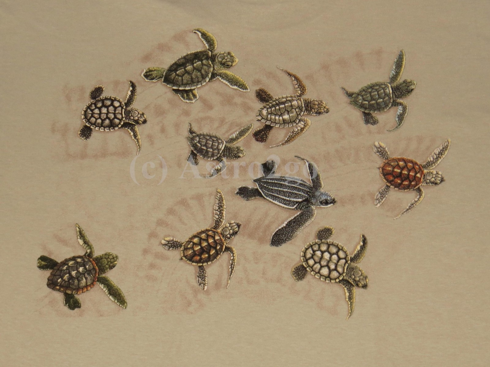 RACE FOR SURVIVAL–Sea Turtles Marine Ocean Aquatic Science Nature T shirt S-2XL