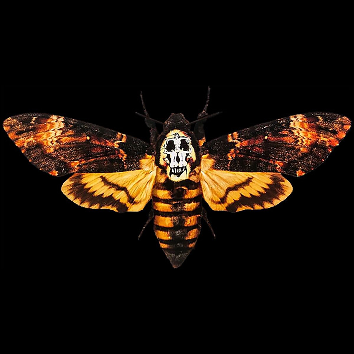 Silence Lambs Moth Shirt Death’s Head Hawkmoth Skull Buffalo Bill Horror NFT684