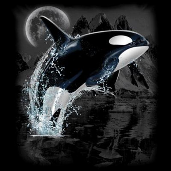 Killer Whale Wilderness T Shirt Choose Style & Size Up to 4XL 10476