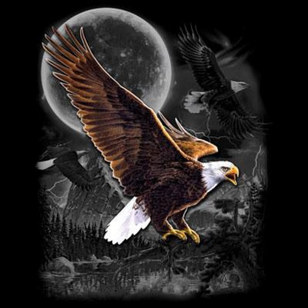 Eagle Wilderness T Shirt Choose Style & Size Up to 4XL 10479