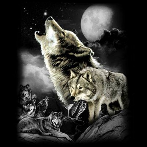 Wolf Wilderness T Shirt Choose Style & Size Up to 4XL 10474
