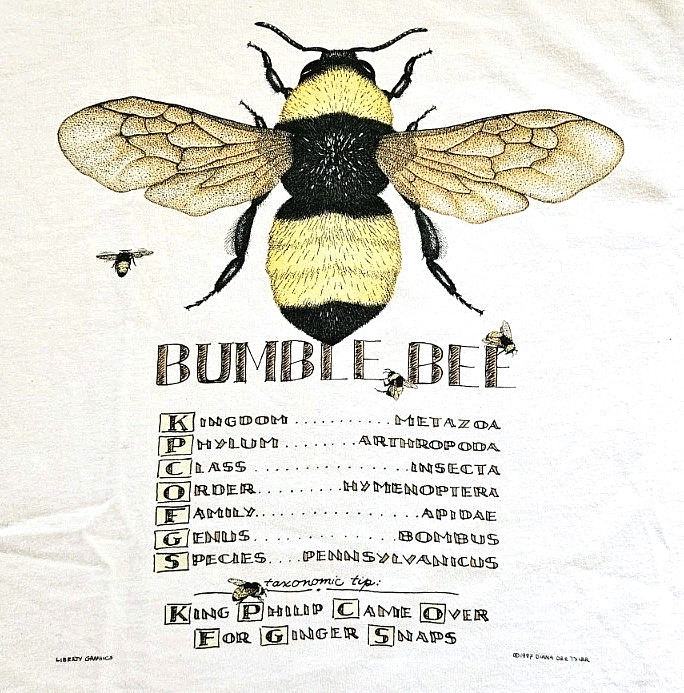 Vintage 90s Bumble Bee Insect Anatomy Art Novelty T Shirt Size XL